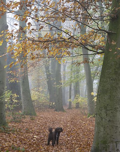© Clicking Images | Vrij werk | Beukenboslaantje